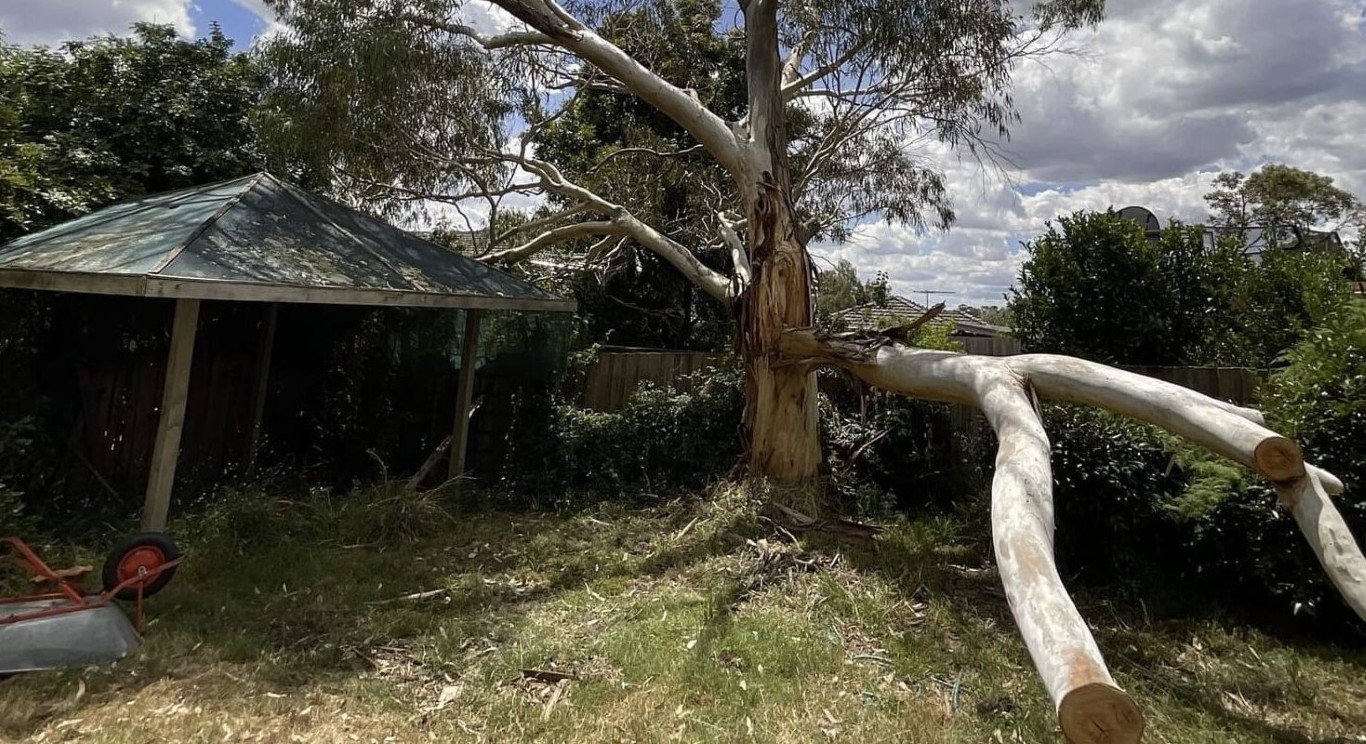 Hazardous and large tree removal in Roswell, NM